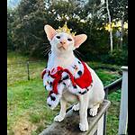 five_crazy_cats