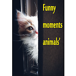 Funny moments Animals'