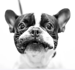 AnimalFunClips