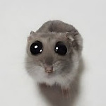 The world of funny animals