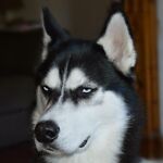 Grumpy Dog is created for the people who love animals.