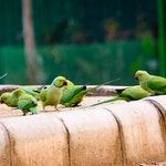 Parakeets