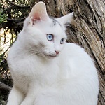 Hiking With Cats On High Desert Rocky Trails And More Kitties' Adventures