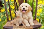 BabyCatsbabydogs