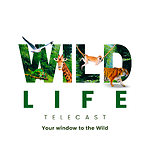 Wildlife Telecast