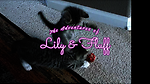 Lily & Fluff