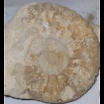 Fossil Hunting Texas