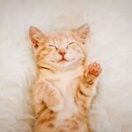 Cute Pets