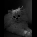 Daily life's of pet