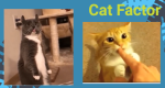 Crazy cats are real !!
