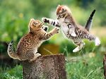 Animals lover