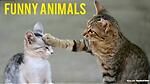 Trending funny animal vedios