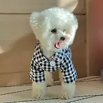 petshop7
