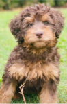 Miniature labradoodles