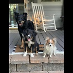 Sandi’s K9 Management