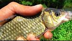 Chinese folk fishing video collection
