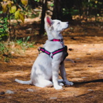 Dog Training Primer