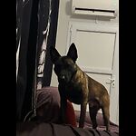 Funny Animal Videos