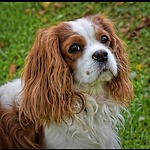 Animals Funny Video
