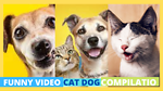 My pet world
