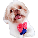 Gucci Dog