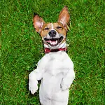 Laughing Tails: The Ultimate Funny Pet Channel!