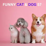 “Funny Cat & Dog 57 “