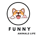 Crazy Animal
