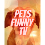 Pets Funny TV