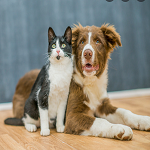 Cute Dog & Cat Story