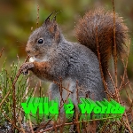 Funny and relaxed wild videos here