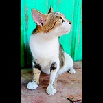 Funny Animals