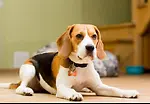 Dogs Care