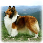 Woodruff Shelties