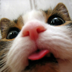 Funny Animals