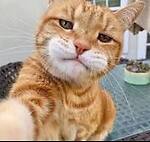 Hilarious Animal Fails & Funny Pet Videos