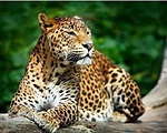 World Animal Videos