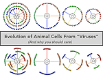 Evolution of life (including our own)