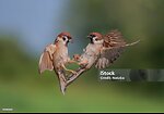 ANIMALS