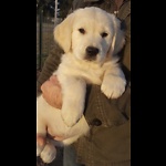 Videos of Brooklyn