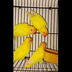 Famous parrot