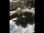 Tilapia pond