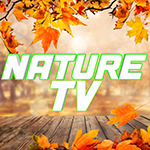 NATURE TV OFFICIAL