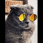 Cool Cat with Golden Gaze Best