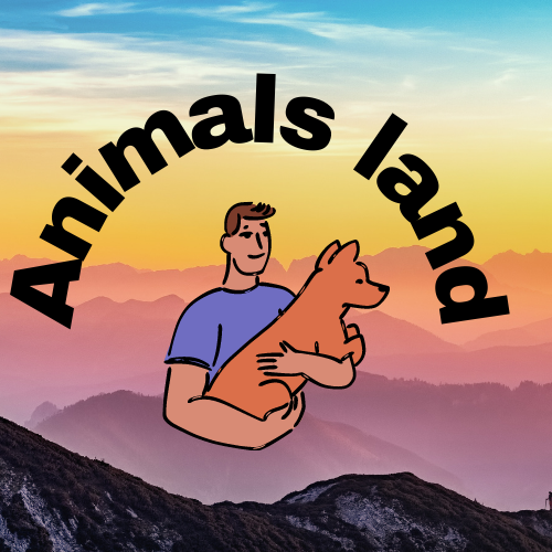 Animals releted videos