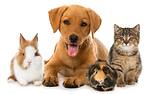 Greatpets