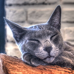 All The Felines Of My Life