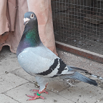 Racing Pigeons