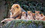 Animals Shots video full video