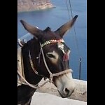 The Ass